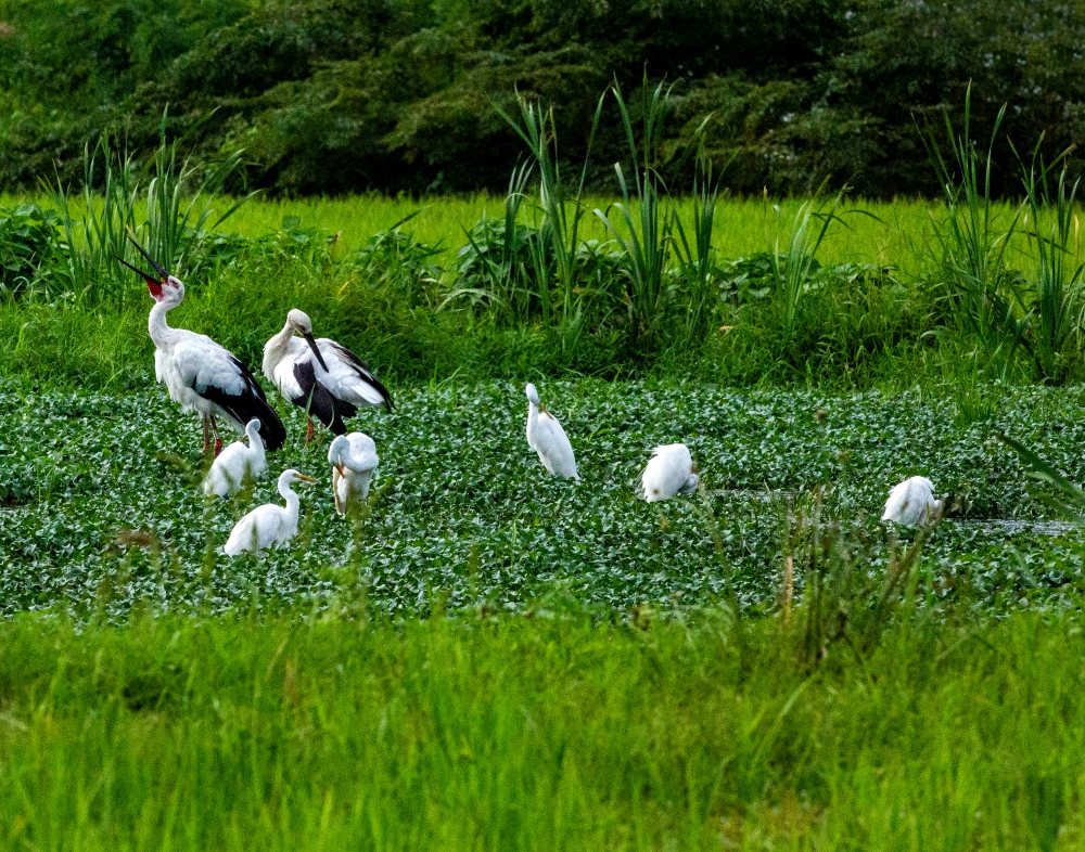 예산 황새공원